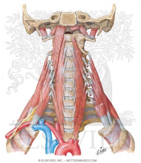 Scalene and Prevertebral Muscles
