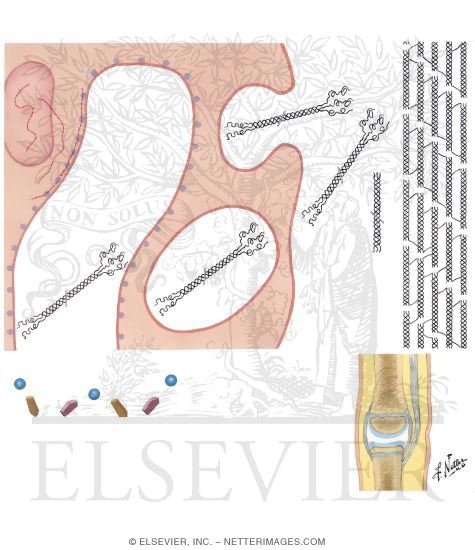 Watermarked preview of unlabeled image: Formation and Composition of Collagen