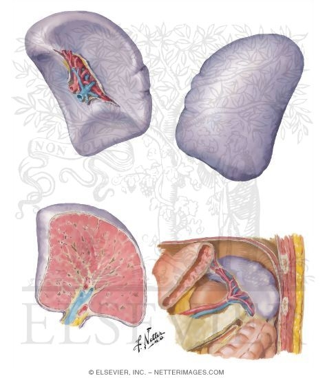 Spleen