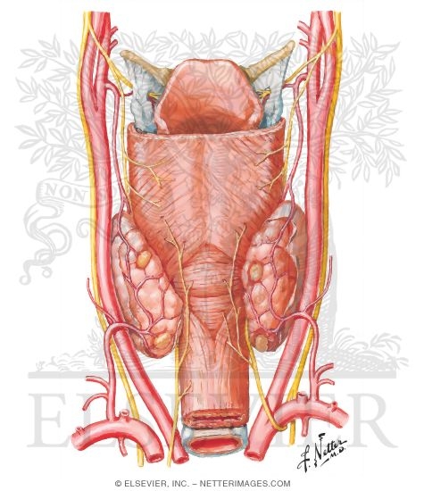 Watermarked preview of unlabeled image: Parathyroid Glands