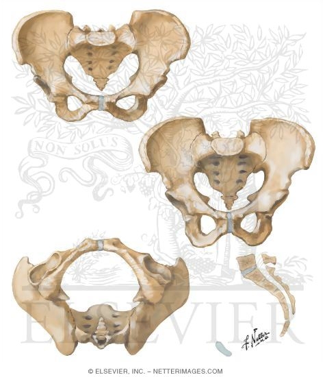 Sex Differences of Pelvis: Measurements