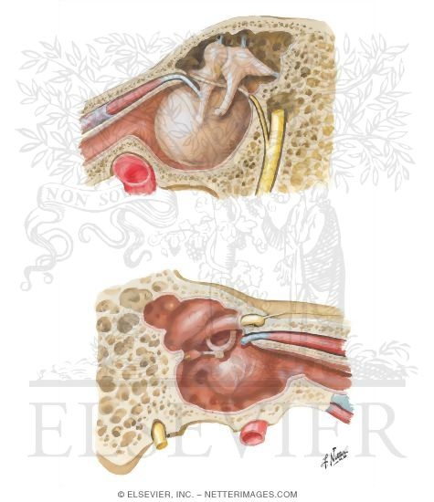 Tympanic Cavity