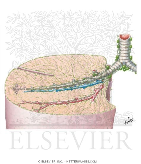 Watermarked preview of unlabeled image: Distribution of Lymphatics in Lungs and Pleura