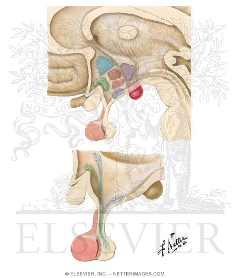 Hypothalamus and Hypophysis