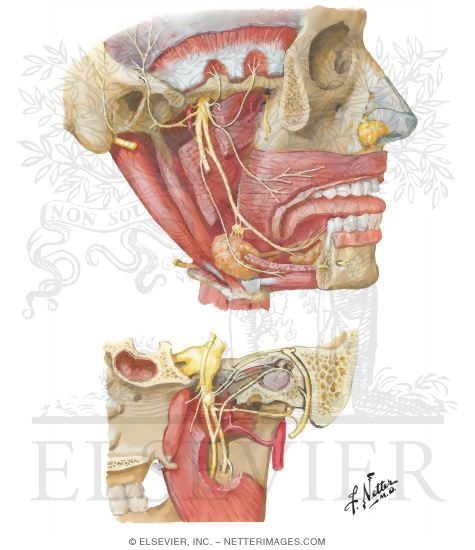 Mandibular Nerve (V3)