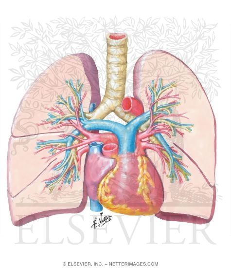 Pulmonary Arteries and Veins