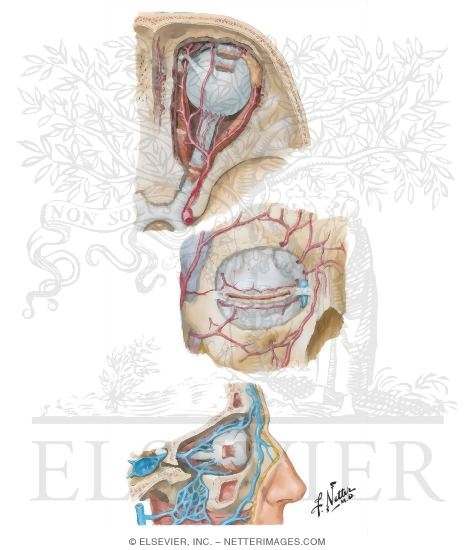Watermarked preview of unlabeled image: Arteries and Veins of Orbit and Eyelids