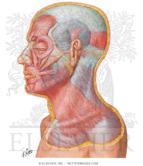 Muscles of Facial Expression: Lateral View