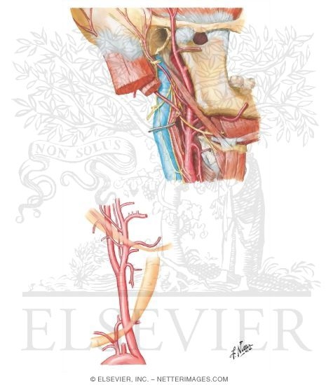Carotid Arteries Carotid Arteries