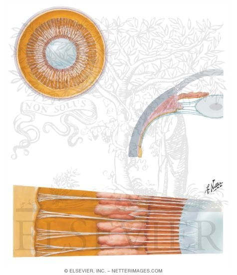 Watermarked preview of unlabeled image: Lens and Supporting Structures 