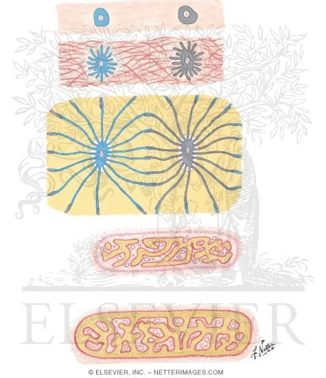 Watermarked preview of unlabeled image: Bone Development in Mesenchyme