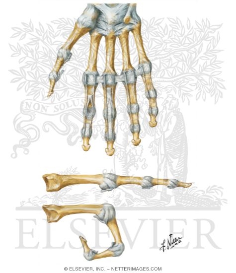 Metacarpophalangeal and Interphalangeal Ligaments
Metacarpophalangeal and Interphalangeal Joints