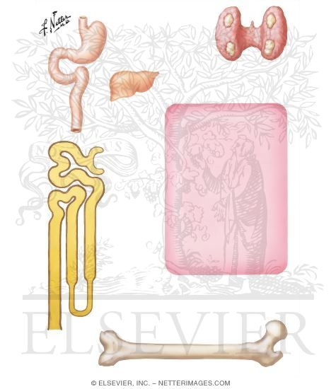 Watermarked preview of unlabeled image: Pathophysiology of Pseudohypoparathyroidism