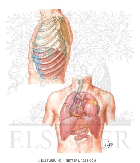 Watermarked preview of unlabeled image: Diaphragmatic Injuries