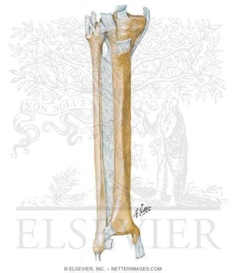 Tibia and Fibula