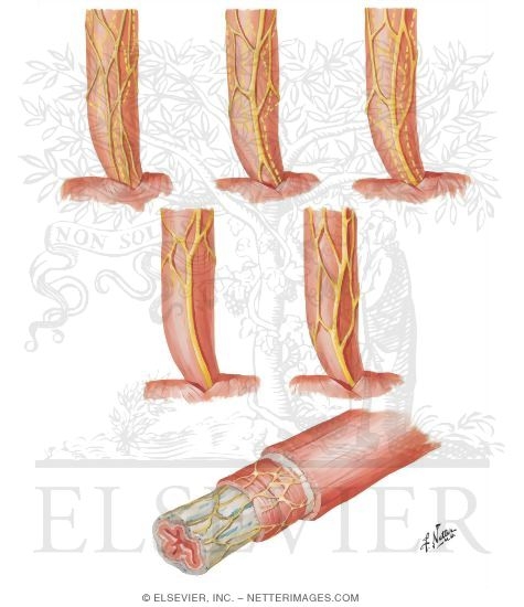 Intrinsic Nerves and Variations In Nerves of Esophagus
Innervation of Esophagus
