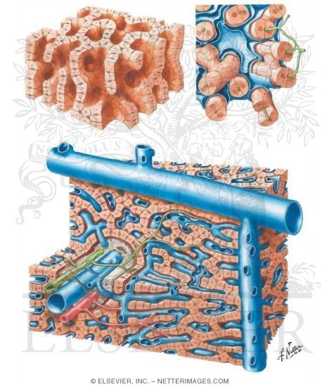 Watermarked preview of unlabeled image: Intrahepatic Structures