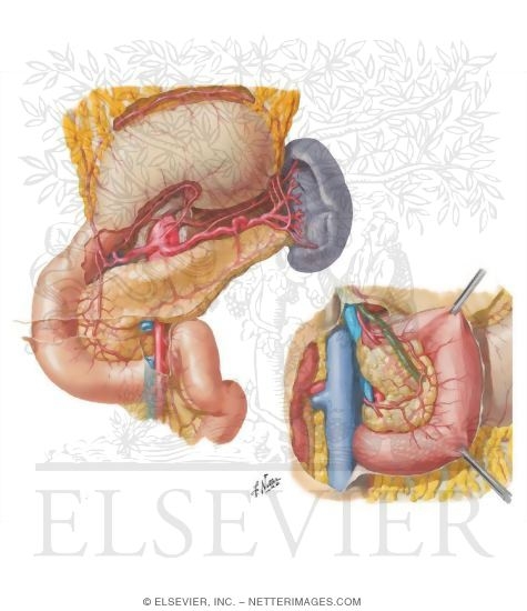 Blood Supply of Stomach and Duodenum