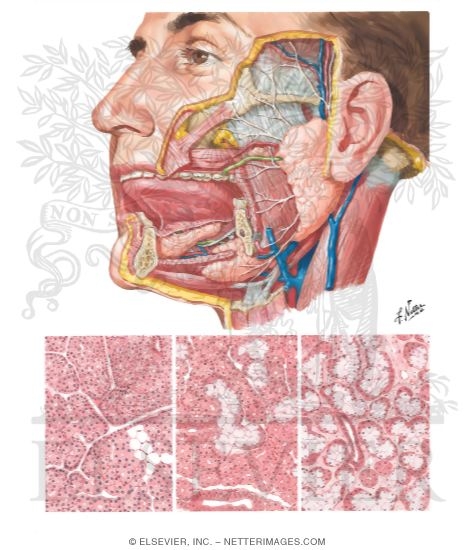 Salivary Glands