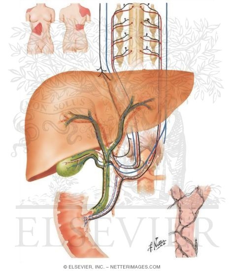 Innervation of Liver and Biliary Tract: Schema