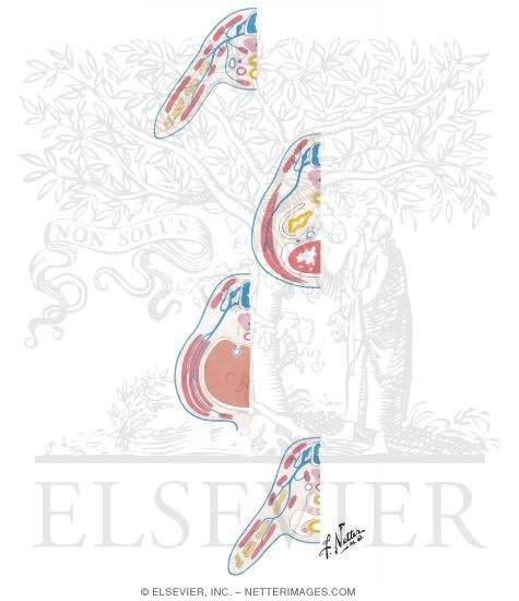 Watermarked preview of unlabeled image: Cross Sections of Body at 6 to 7 Weeks
