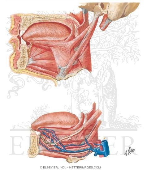 Muscles Controlling the Tongue
Tongue