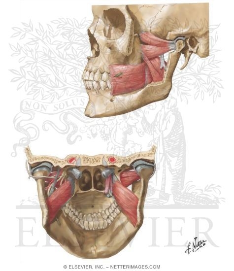 Muscles Involved in Mastication