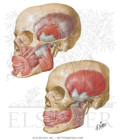 Muscles Involved In Mastication