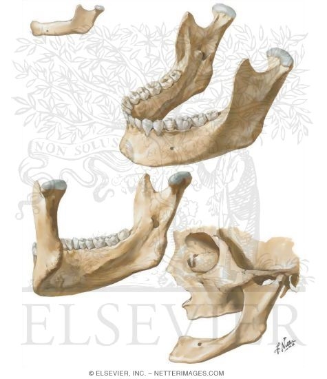 Mandible