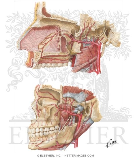 Arterial Supply of the Mouth and Pharynx II
Maxillary Artery
Blood Supply of Mouth and Pharynx