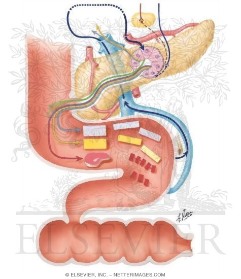 Watermarked preview of unlabeled image: Exocrine Functions of the Pancreas