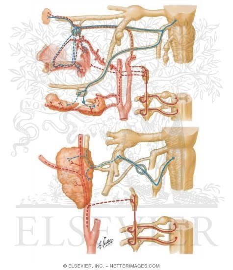 Autonomic Innervation of Mouth and Pharynx
Autonomic Nerve Supply
Pterygopalatine and Submandibular Ganglia: Schema
Otic Ganglion: Schema