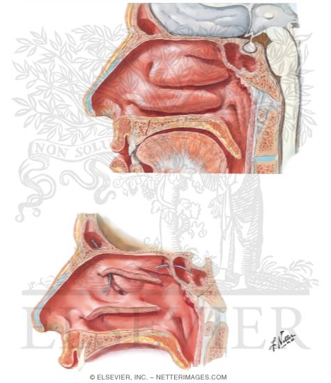 Lateral Nasal Wall