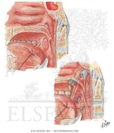 Fauces
Fauces and Tonsils