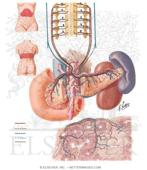 Innervation of Pancreas: Schema