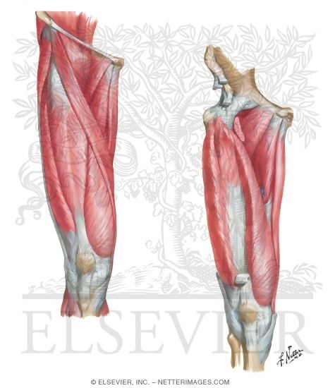 Muscles of Front of Hip and Thigh