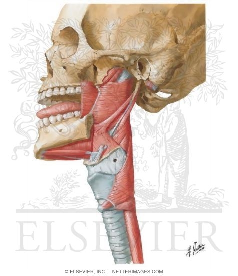 Lateral View of Pharyngeal Muscles
Muscles of Pharynx: Lateral View
Musculature of Pharynx
Muscles of Pharynx: Lateral View