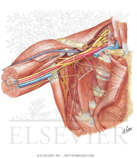Axilla Dissection: Anterior View
