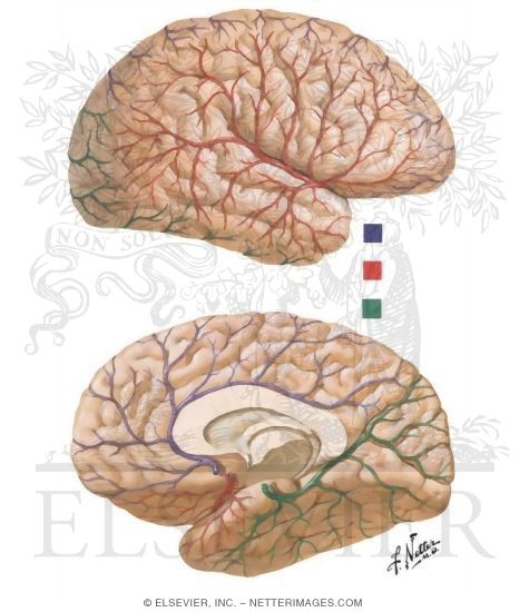 Blood Supply of the Brain