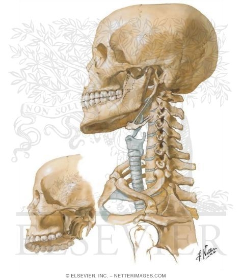 Bony Framework of Head and Neck