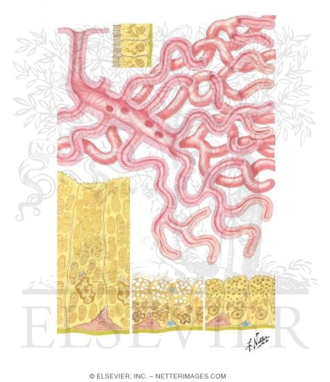 Bronchial Submucosal Glands