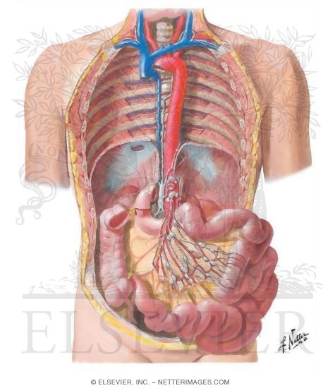 Lymph Drainage of Small Intestine
Lymph Vessels and Nodes of Small Intestine