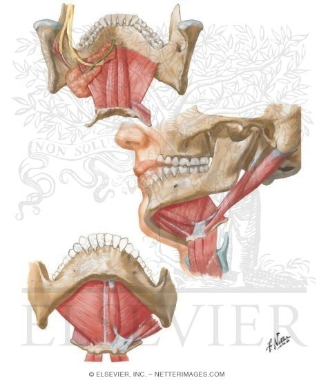 Floor of Mouth