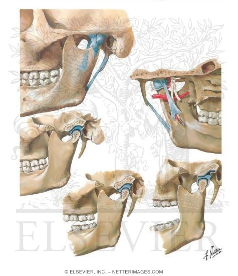 Temporomandibular Joint
