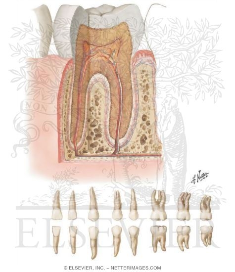 Teeth