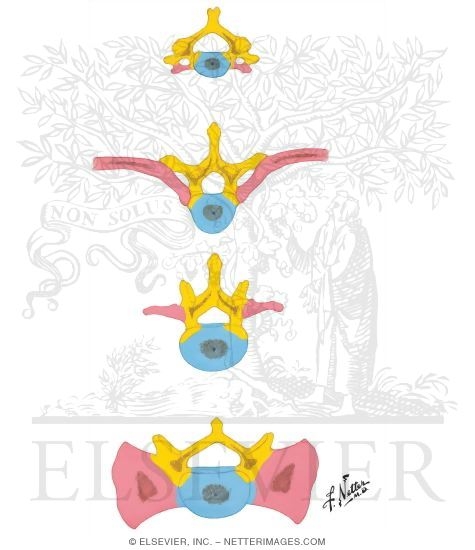Fate of Body, Costal Process, and Neural Arch Components of Vertebral ...