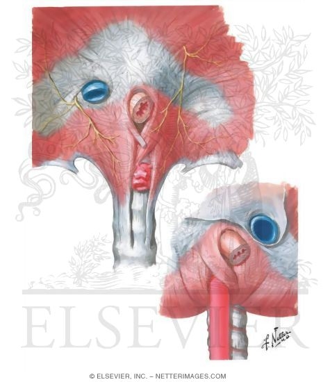Esophagogastric Junction