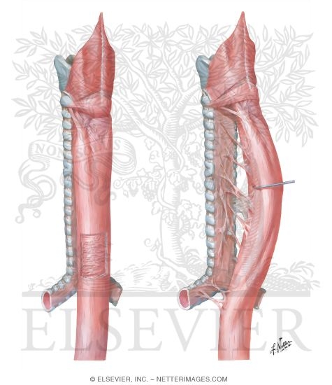 Musculature of the Esophagus