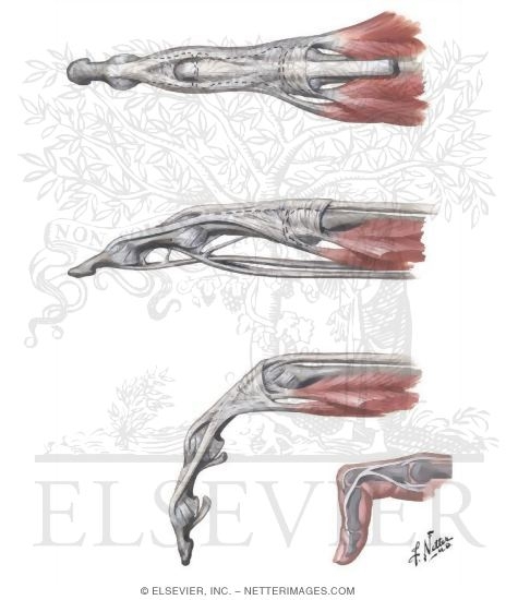 Lumbrical Muscles