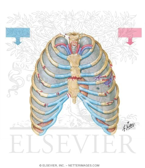 Watermarked preview of unlabeled image: Thoracic Cage Injuries